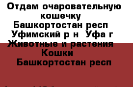 Отдам очаровательную кошечку - Башкортостан респ., Уфимский р-н, Уфа г. Животные и растения » Кошки   . Башкортостан респ.